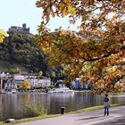 Herbst an der Mosel 1