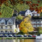 Herbst an der Mosel 2