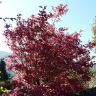 Herbst an der Mosel