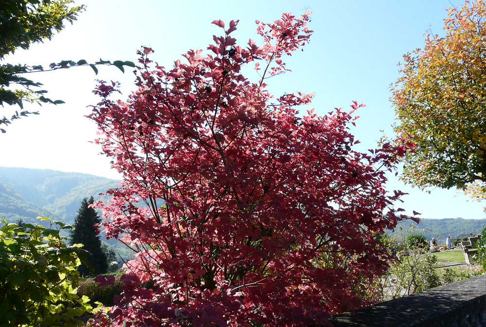 Herbst an der Mosel