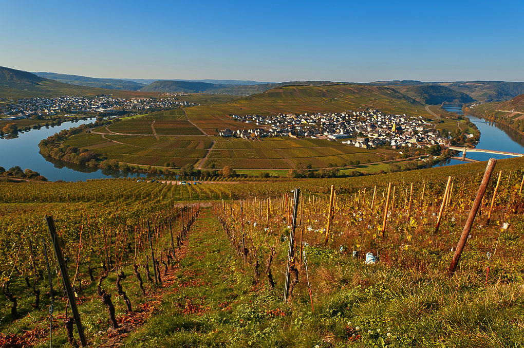 Herbst an der Mosel