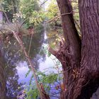 Herbst an der Oker