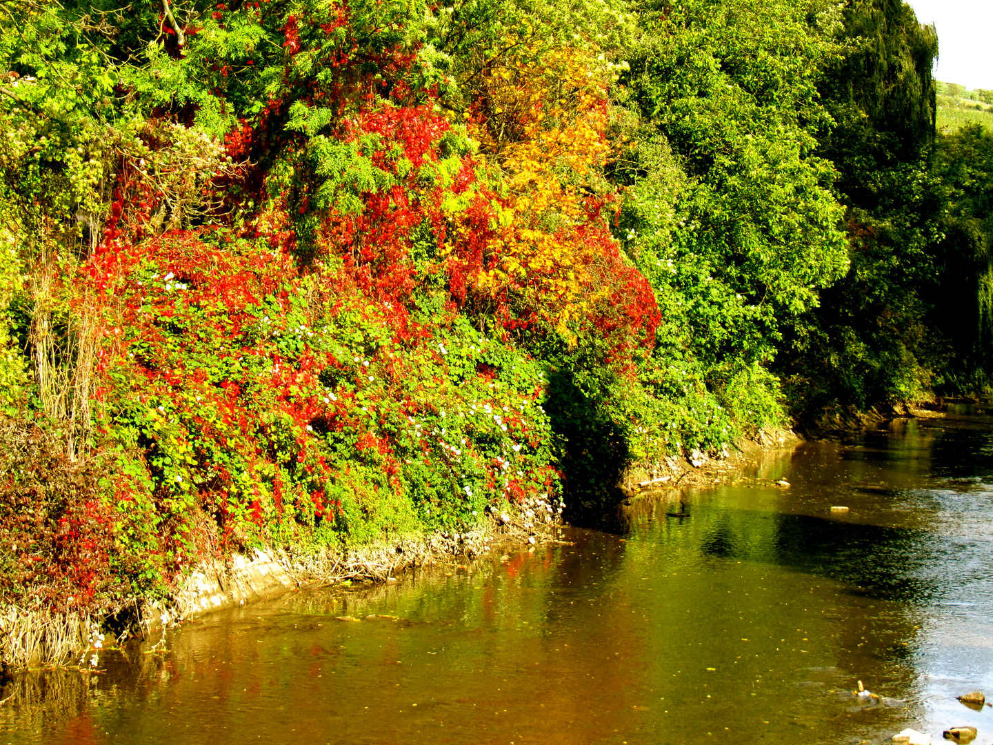 Herbst an der Pfinz II