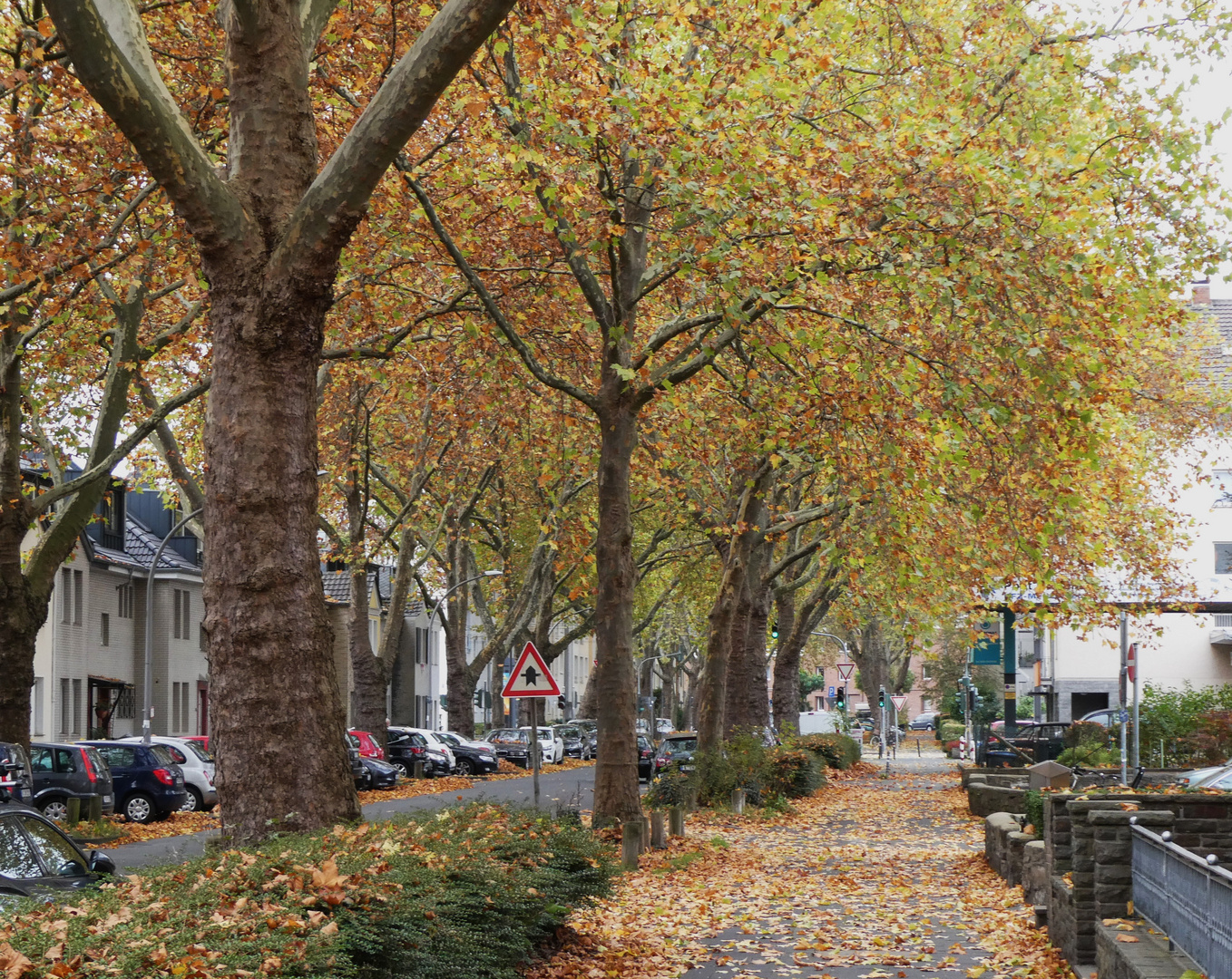 Herbst an der Platanenallee