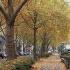 Herbst an der Platanenallee