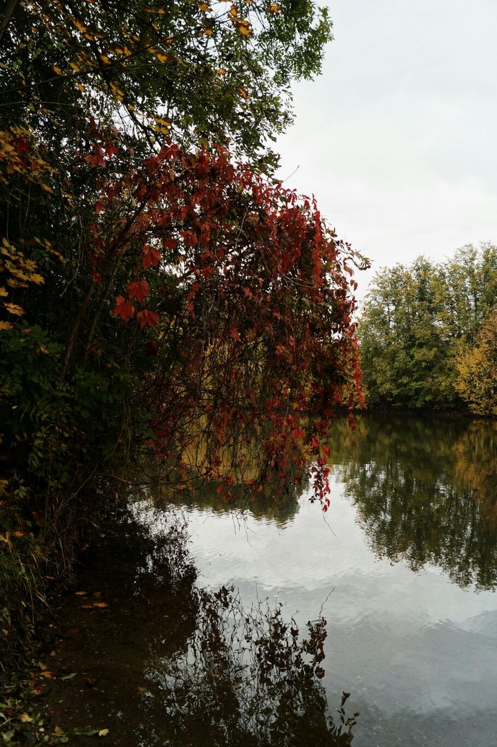 Herbst an der Saale