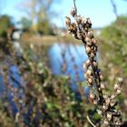 Herbst an der Saale