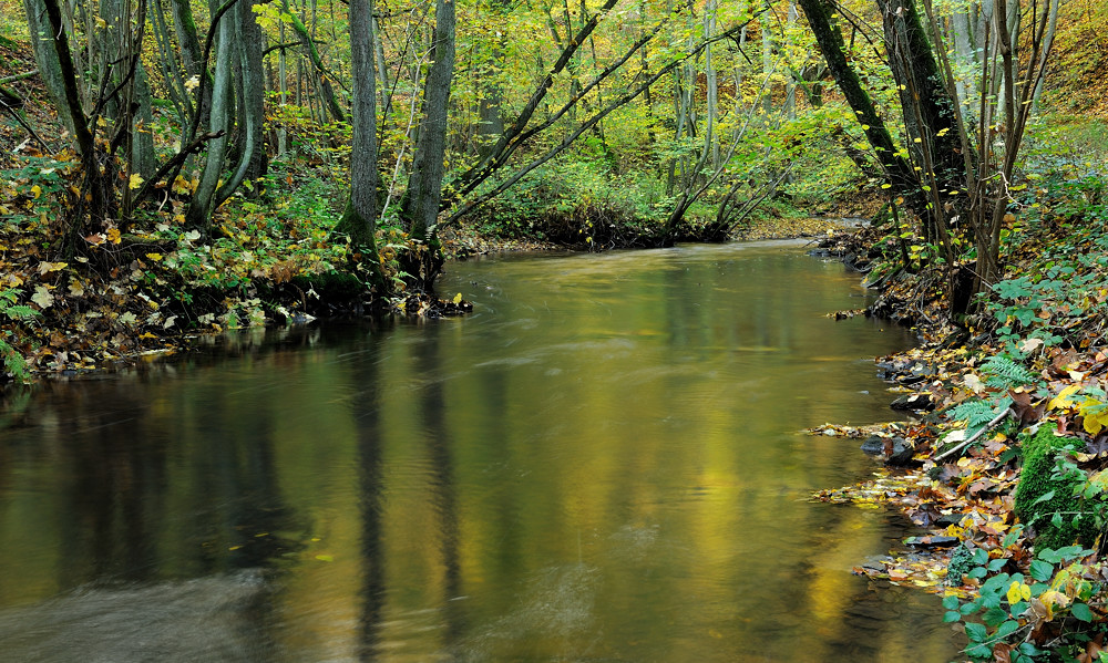 *Herbst an der Salm*