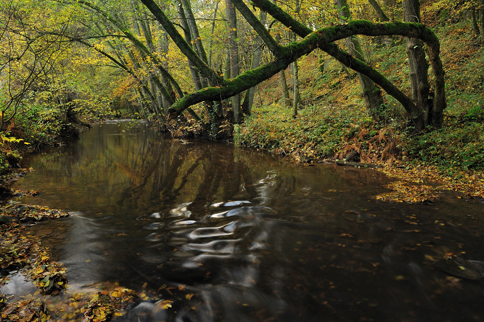 *Herbst an der Salm*