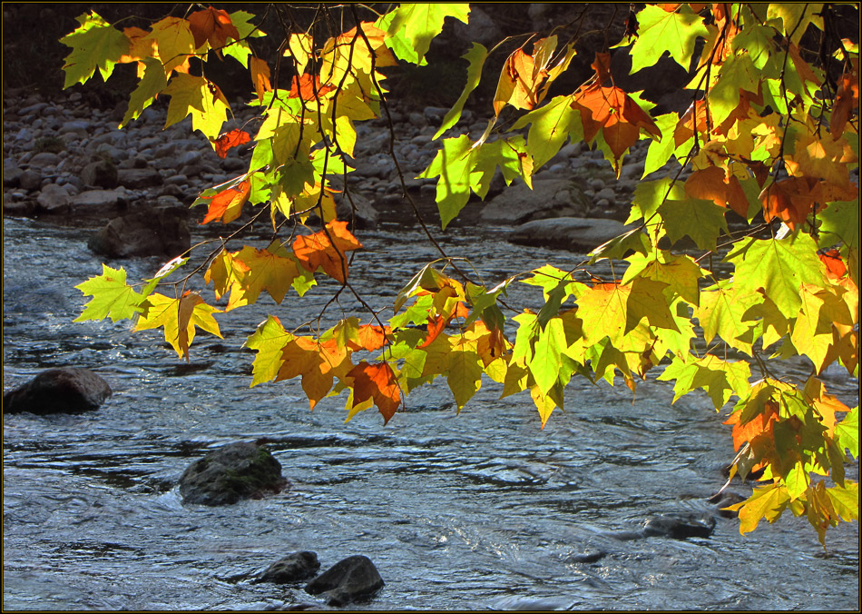 Herbst an der Sihl