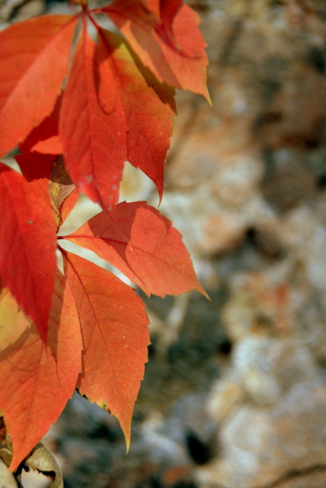 Herbst an der Stadtmauer