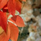 Herbst an der Stadtmauer