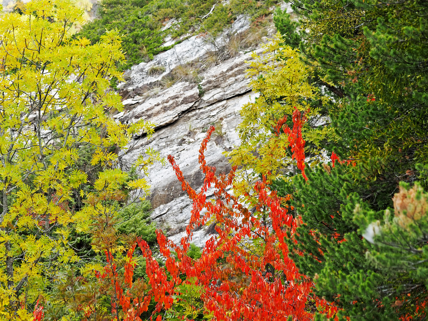 Herbst an der Südrampe im Wallis. - L'automne nous offre ses couleurs...