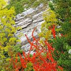 Herbst an der Südrampe im Wallis. - L'automne nous offre ses couleurs...