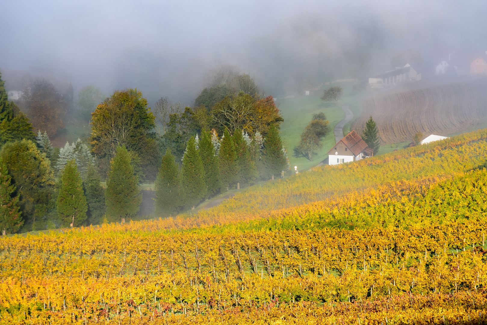 Herbst an der Südsteir, Weinstrasse