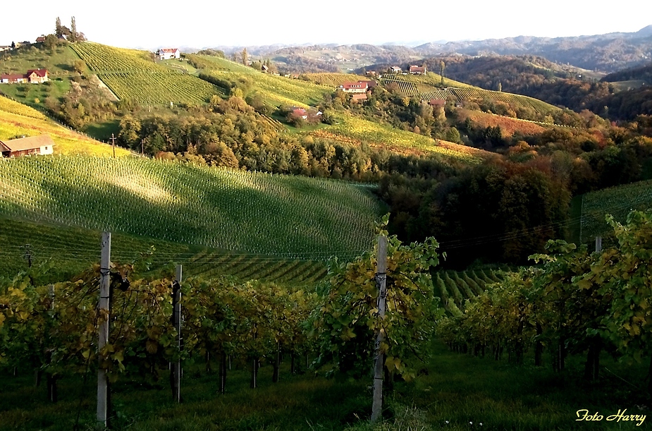 Herbst an der südsteirischen Weinstrasse irgendwo bei Graz.