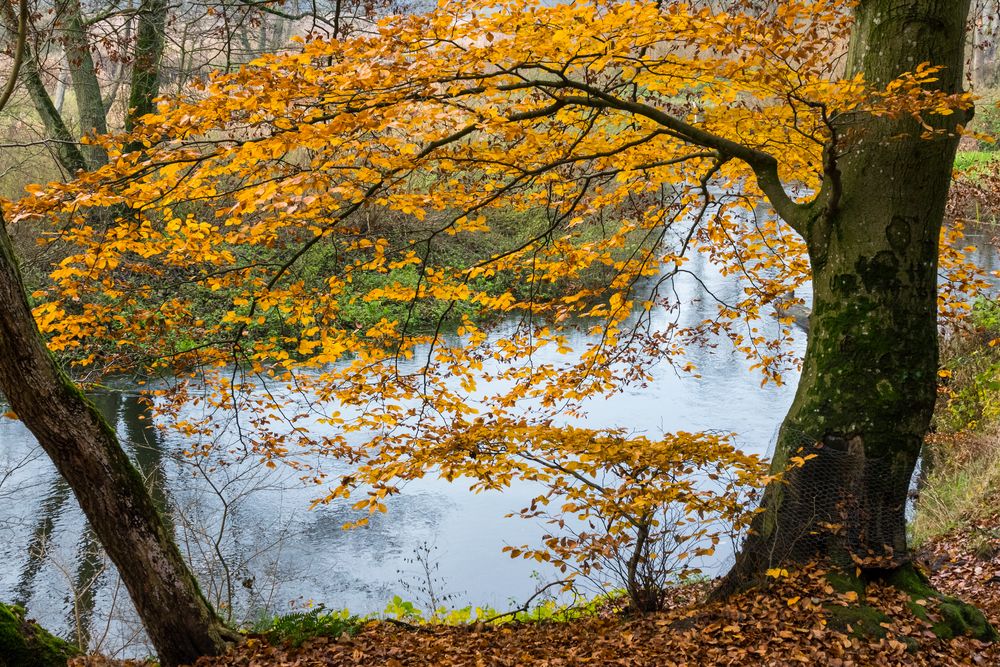 Herbst an der Warnow