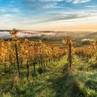 Herbst an der Weinstraße