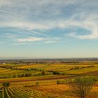 HERBST AN DER WEINSTRASSE