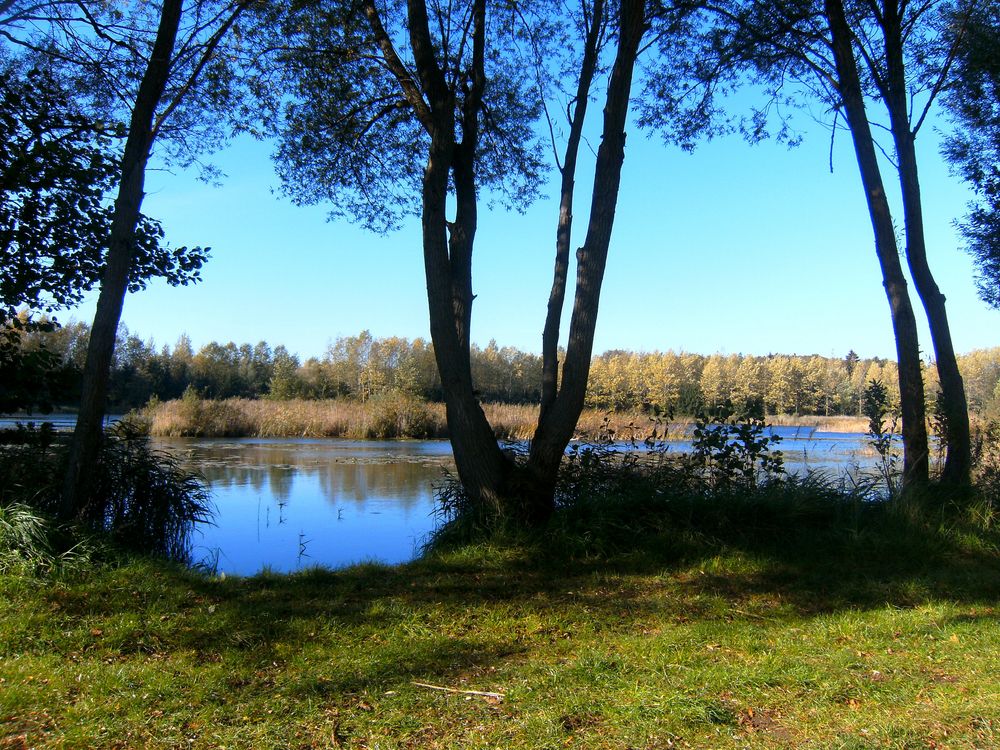 Herbst an der Wiese