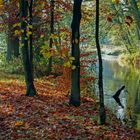 Herbst an der Wietze in Müden/Örtze. 