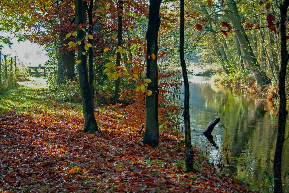 Herbst an der Wietze in Müden/Örtze. 