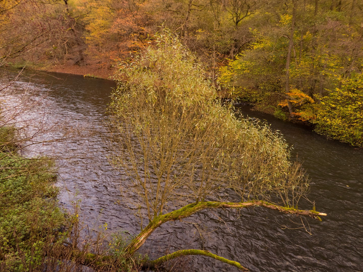 Herbst an der Wupper (2)