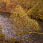 Herbst an der Wupper (2)