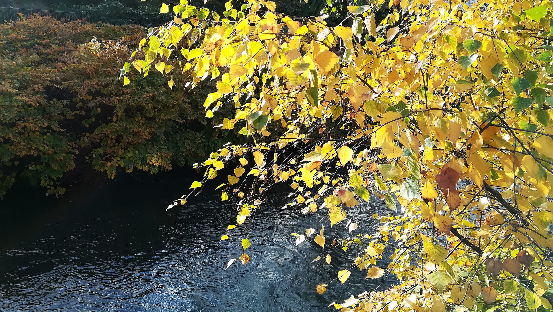 Herbst an der Wupper