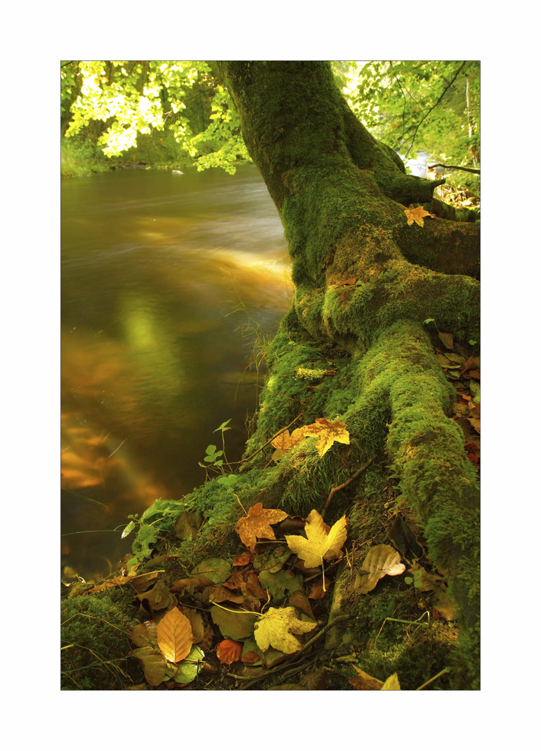 Herbst an der Wutach