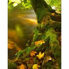 Herbst an der Wutach