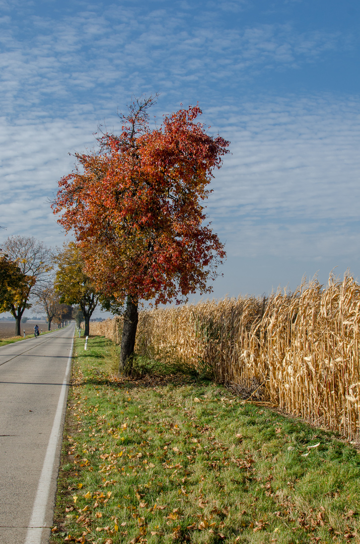 Herbst an einer Landstrasse