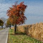 Herbst an einer Landstrasse