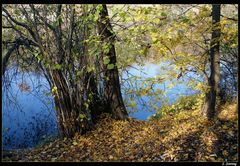 Herbst an Neckarufer