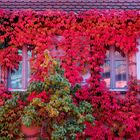 Herbst an Nürnberger Fassade..........