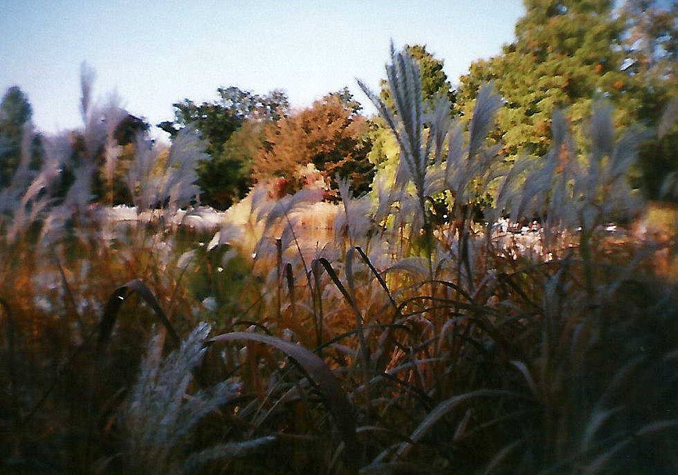 Herbst, analog mit La Sardina Camera