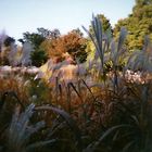 Herbst, analog mit La Sardina Camera