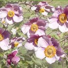 Herbst  Anemonas 