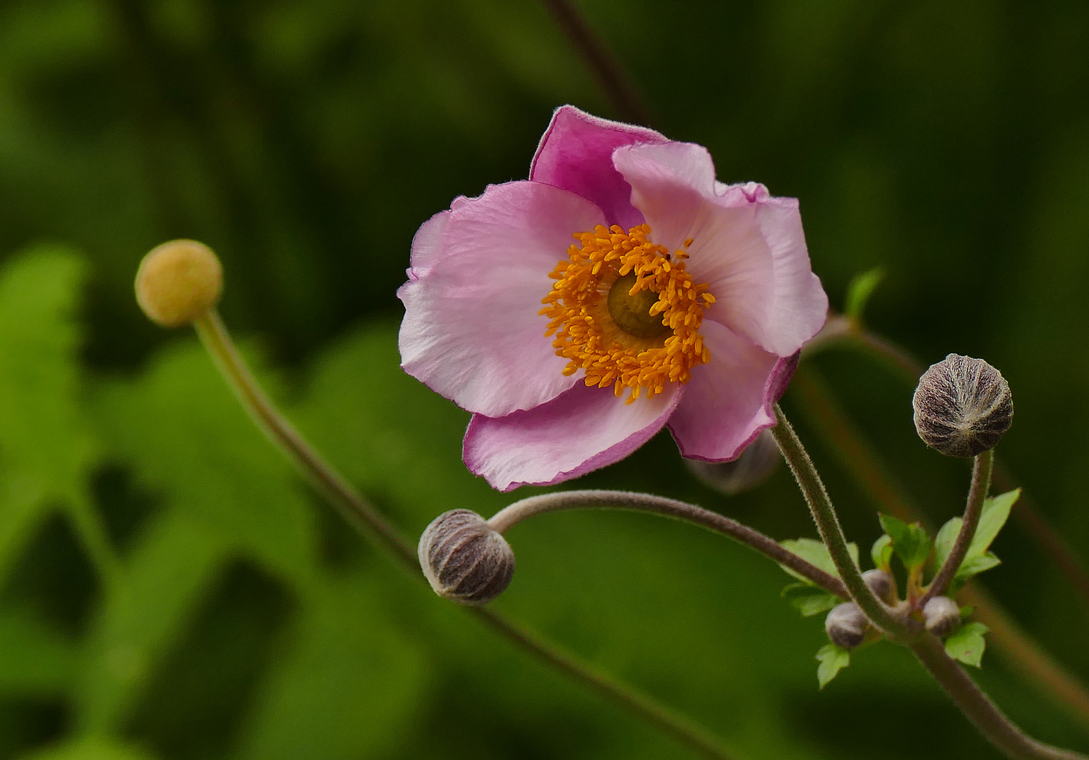 Herbst - Anemone