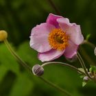 Herbst - Anemone