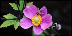 Herbst-Anemone