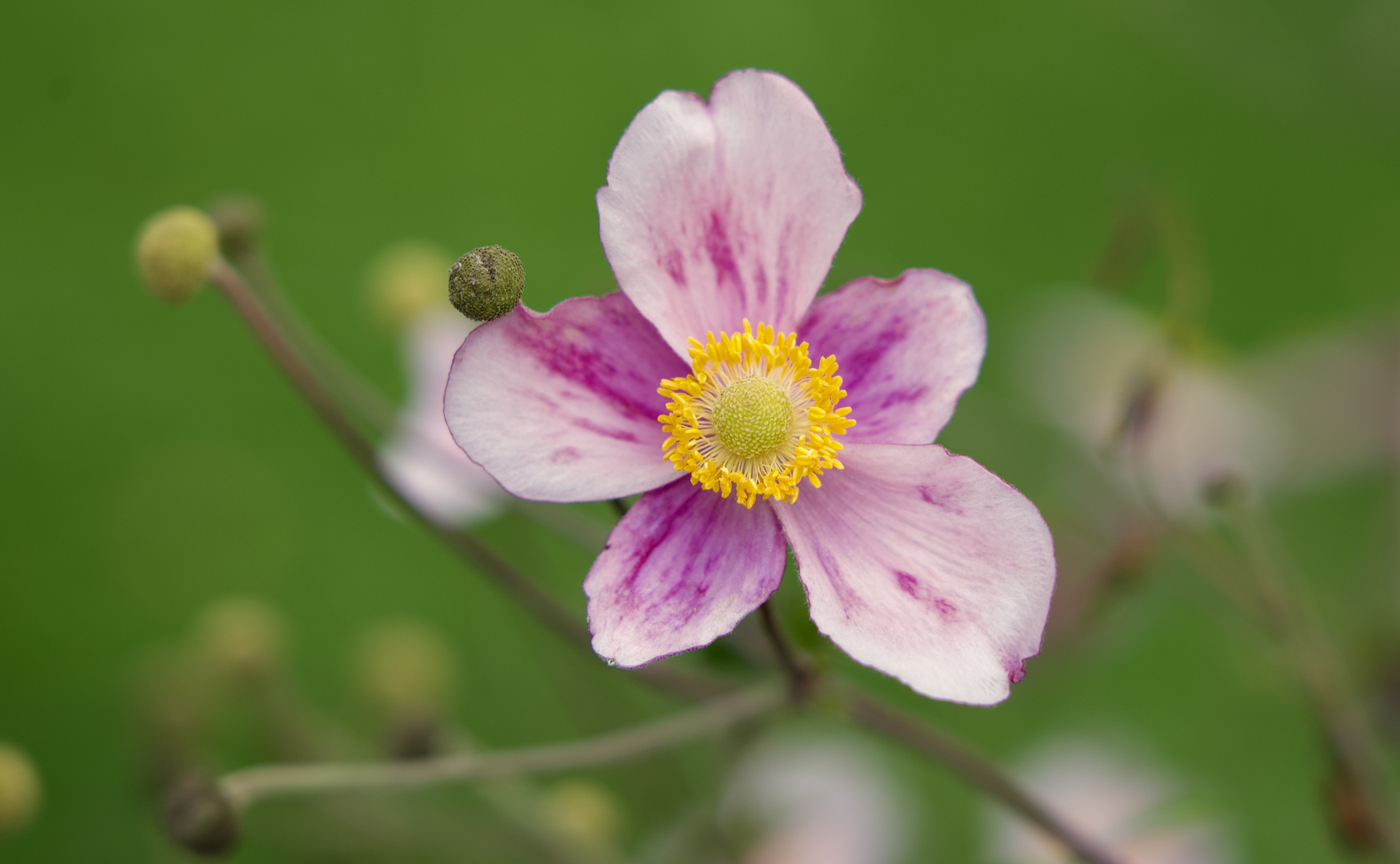 Herbst-Anemone