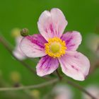 Herbst-Anemone