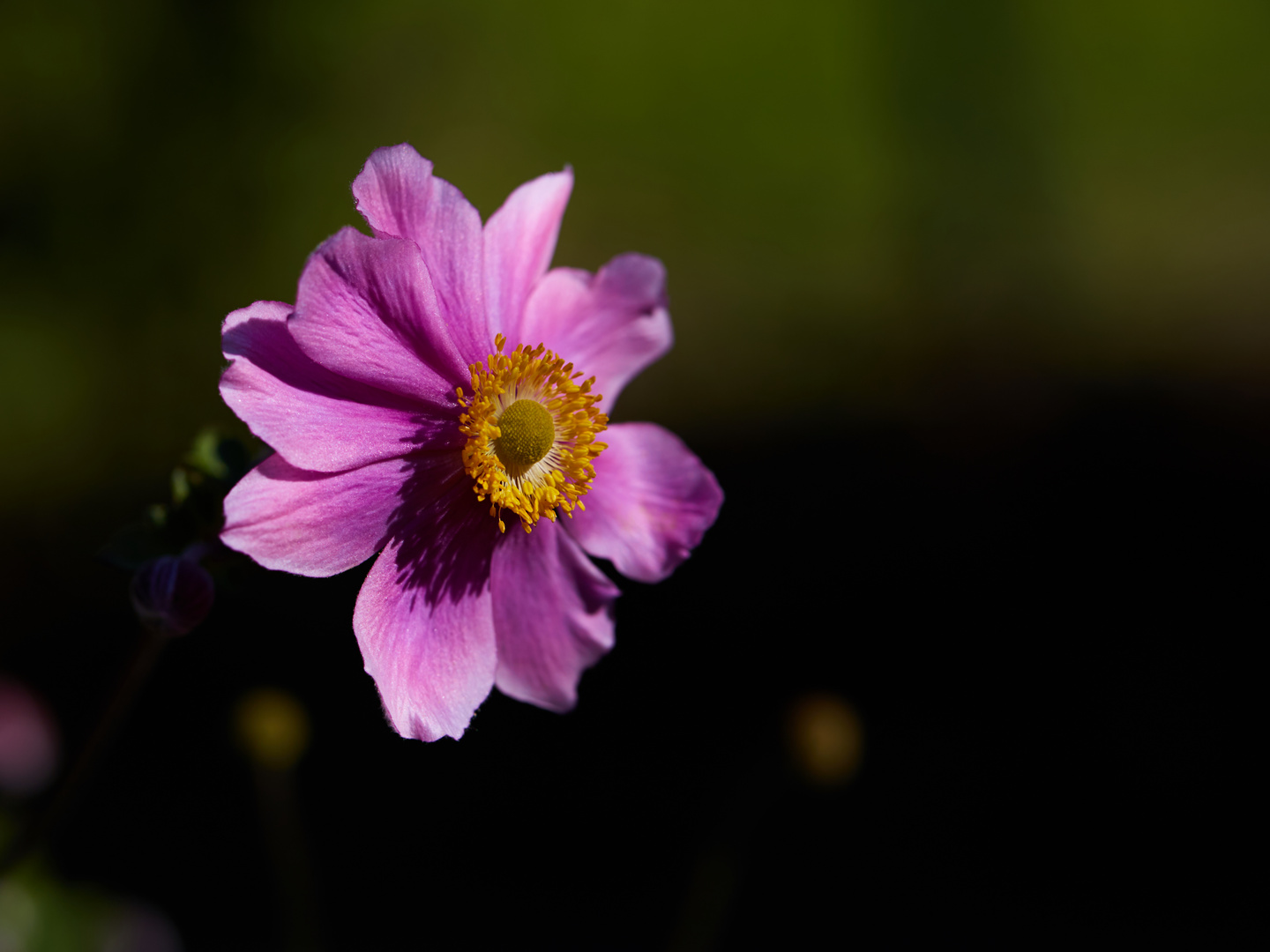 Herbst-Anemone