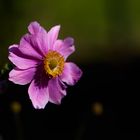 Herbst-Anemone