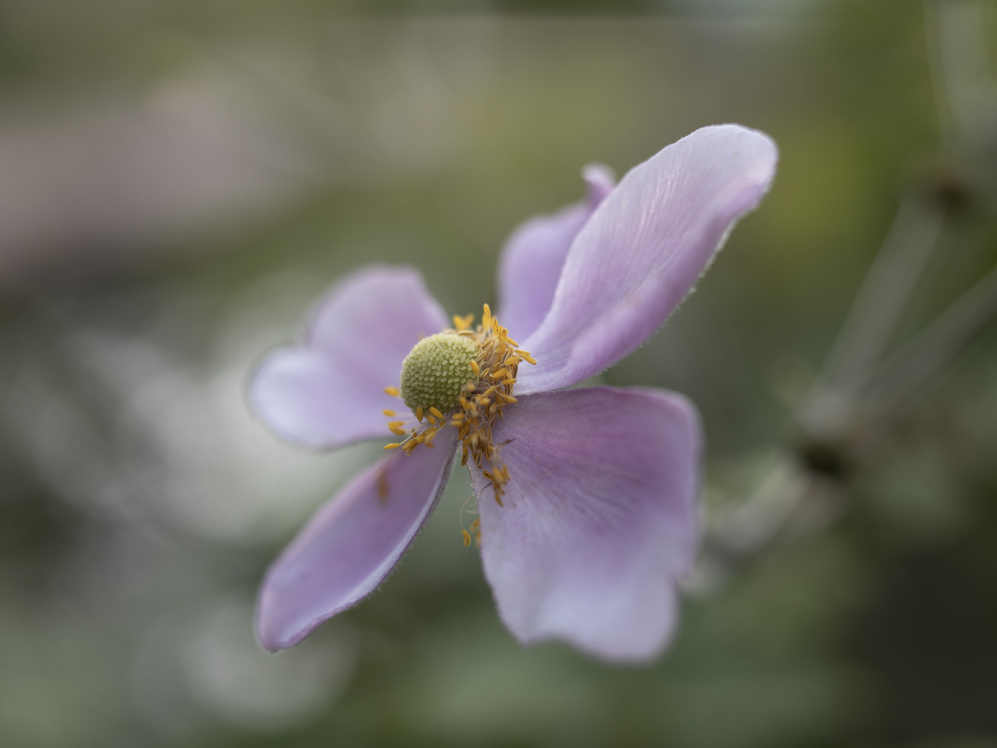 Herbst-Anemone