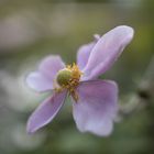 Herbst-Anemone