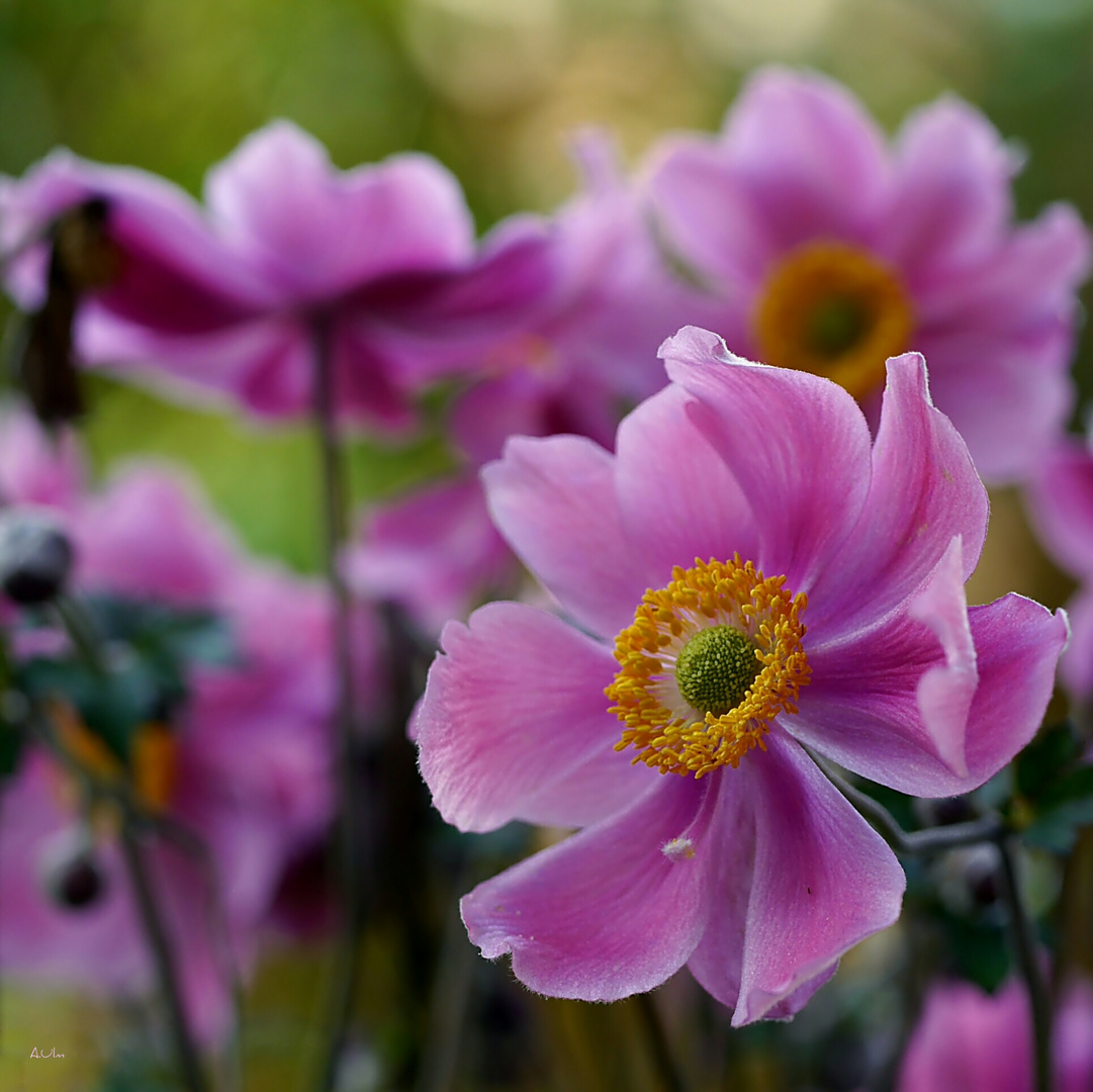 "Herbst Anemone "