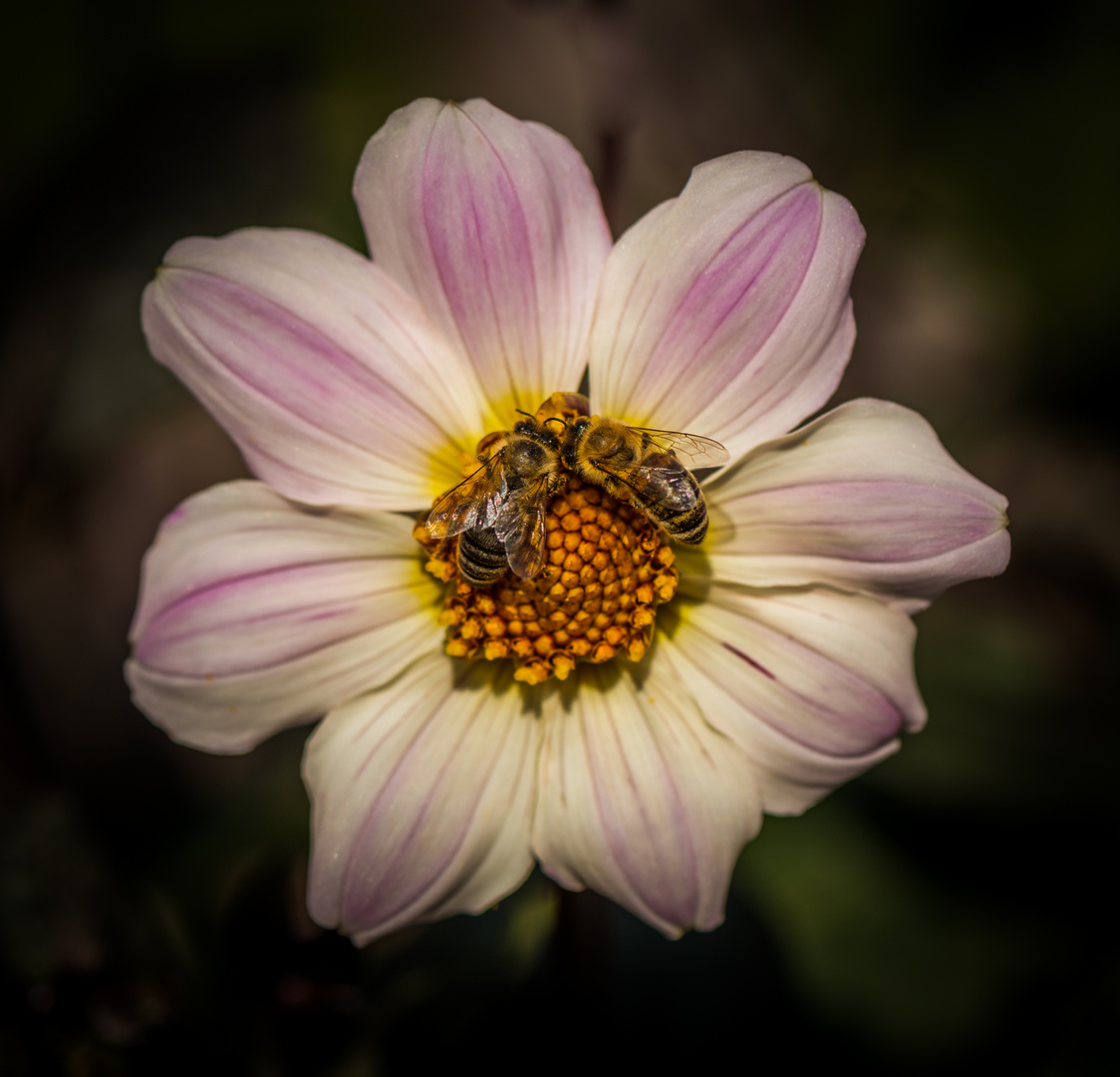 Herbst-Anemone