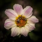 Herbst-Anemone